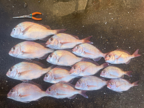 タイの釣果