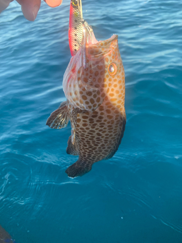 オオモンハタの釣果