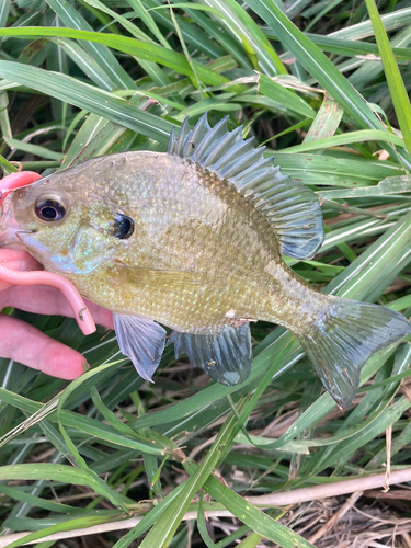 ブルーギルの釣果