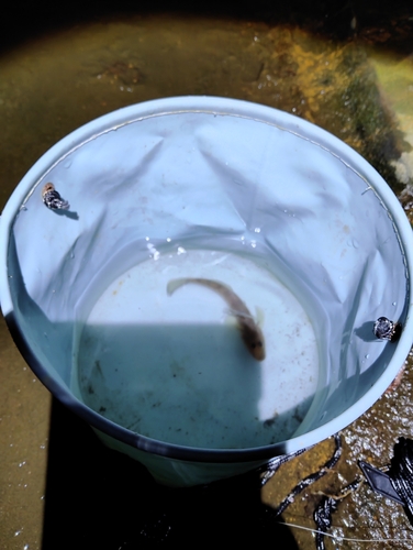 マハゼの釣果