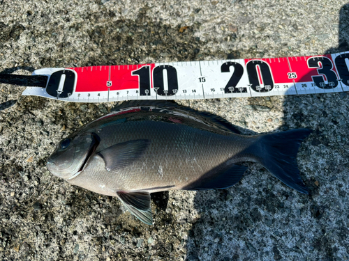 オナガグレの釣果