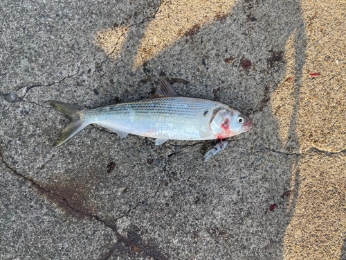 コノシロの釣果