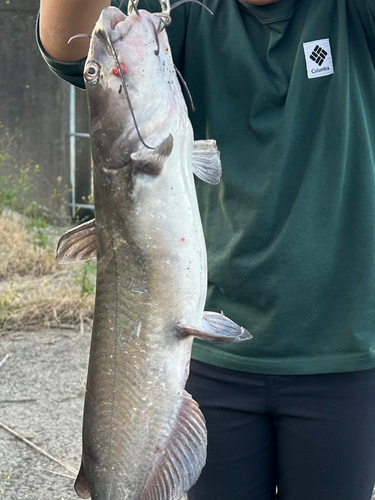 アメリカナマズの釣果