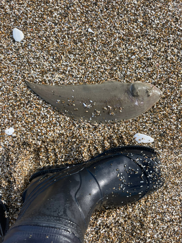 シタビラメの釣果