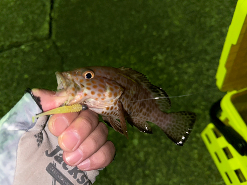 オオモンハタの釣果