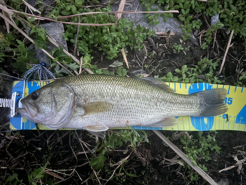 ブラックバスの釣果