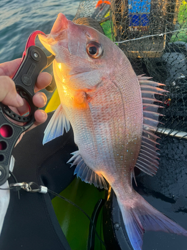 マダイの釣果