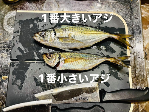 アジの釣果