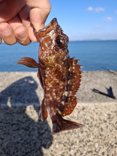 カサゴの釣果