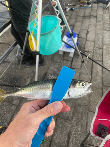 サバの釣果