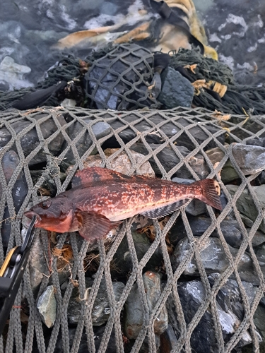 アイナメの釣果