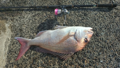 タイの釣果