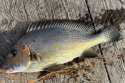 コロダイの釣果