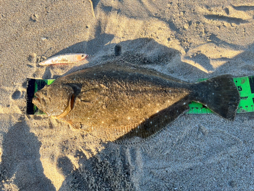 ヒラメの釣果