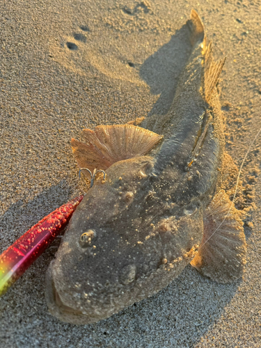 マゴチの釣果