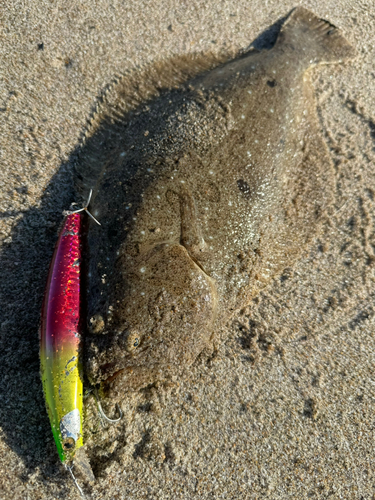 ヒラメの釣果