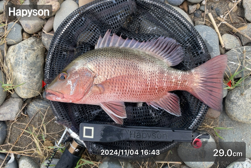 ゴマフエダイの釣果