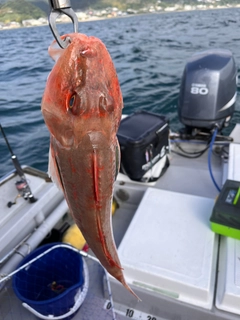 ホウボウの釣果