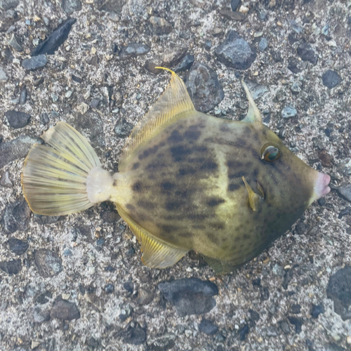 カワハギの釣果