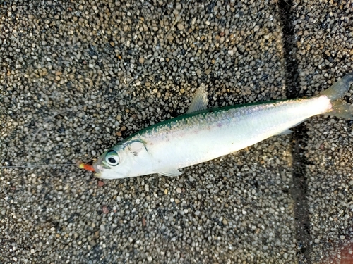 イワシの釣果