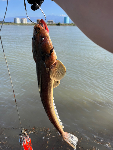 マゴチの釣果