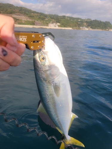 イナダの釣果