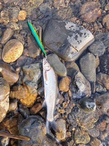 ウグイの釣果