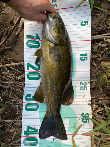 スモールマウスバスの釣果