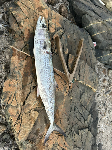 サゴシの釣果