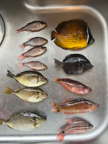 アイゴの釣果