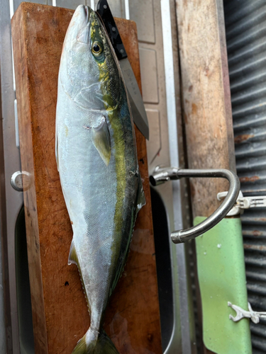 ヤズの釣果