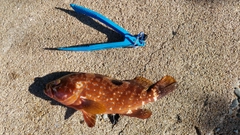 キジハタの釣果