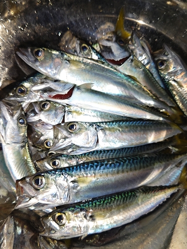 サバの釣果