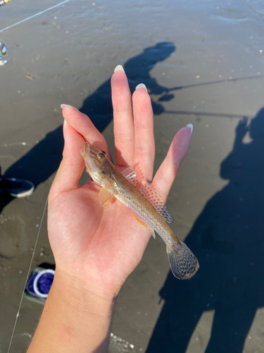 マハゼの釣果