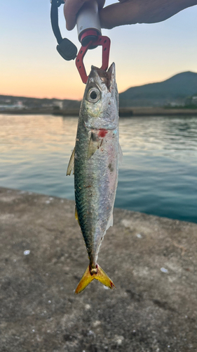 サバの釣果