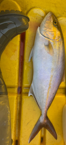 ショゴの釣果