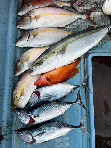 シオの釣果