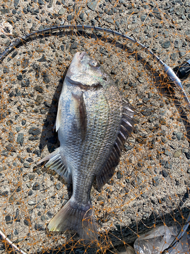 チヌの釣果