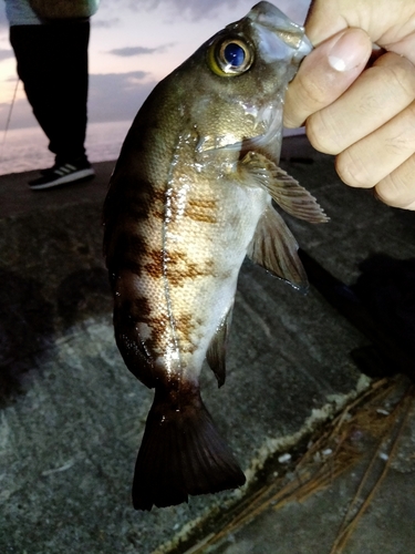 シロメバルの釣果