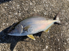 ショゴの釣果