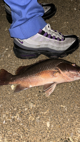 ゴマフエダイの釣果