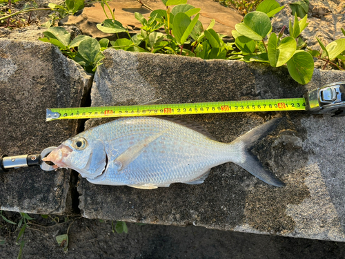 ミナミクロサギの釣果