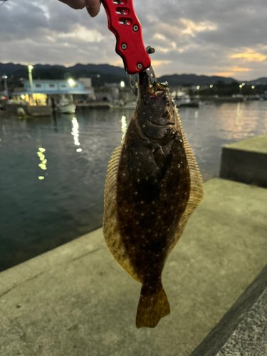 ヒラメの釣果