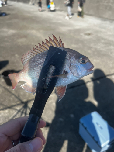 チャリコの釣果