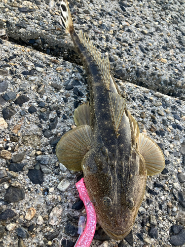 マゴチの釣果