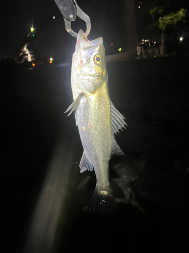 フッコ（マルスズキ）の釣果