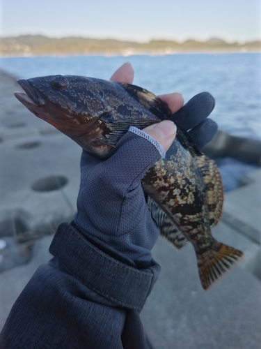 アイナメの釣果