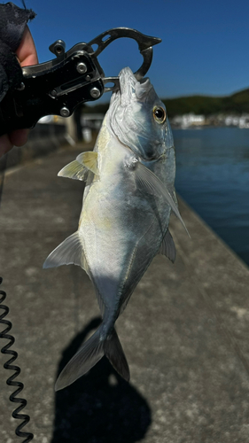 グレの釣果