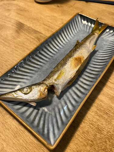 カマスの釣果