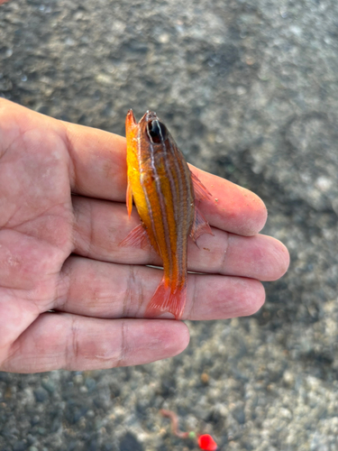 キンセンイシモチの釣果